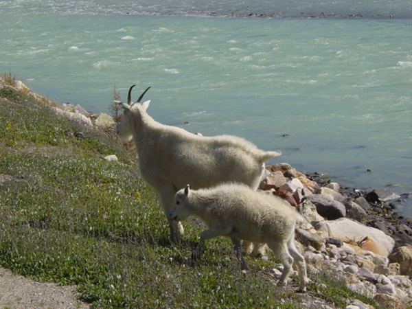 Jasper Mountain Goats